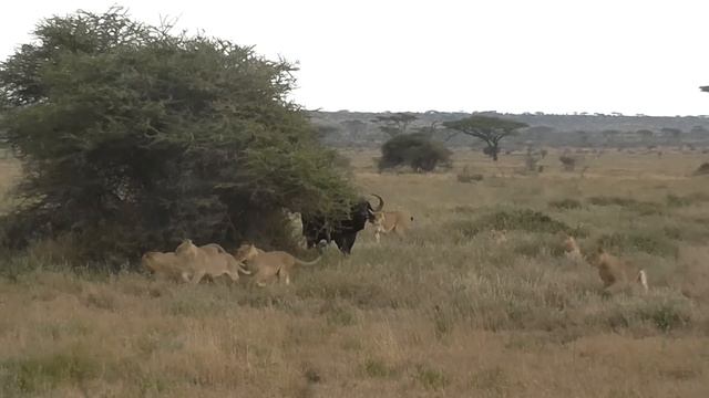 Lions vs Buffalo; Tanzania Safari highlights смотреть онлайн