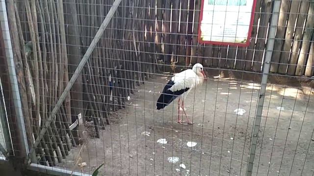 Павлин и аист смотреть онлайн