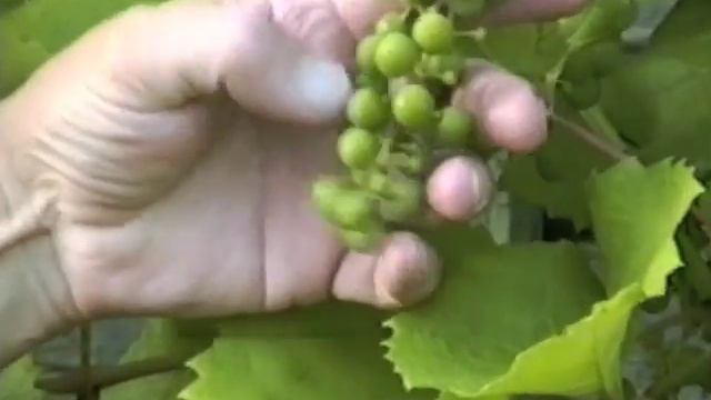 tarasau.com смотреть онлайн