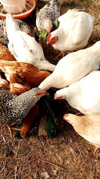 Зачем курам КОРМОВАЯ СВЕКЛА. смотреть онлайн