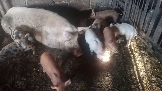 Мелю дерть. Малі поросята. Міні ферма.Стрім. смотреть онлайн