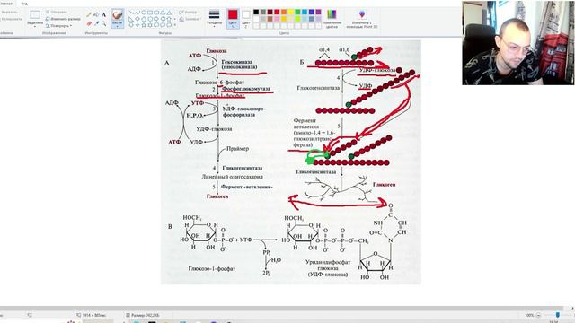 Гликоген!!! Синтез и метаболизм!!!