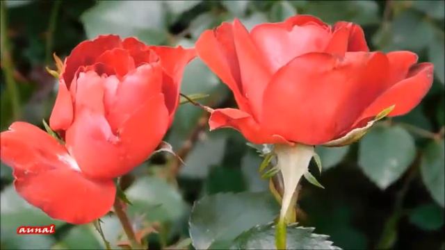 Aşktan Başka Ne Varki - Esengül (Arabesk'in Kraliçesi) смотреть онлайн