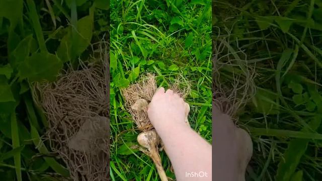 Красавец Чеснок!!!                     #чеснок #огород #дача #когдавыкапыватьчеснок