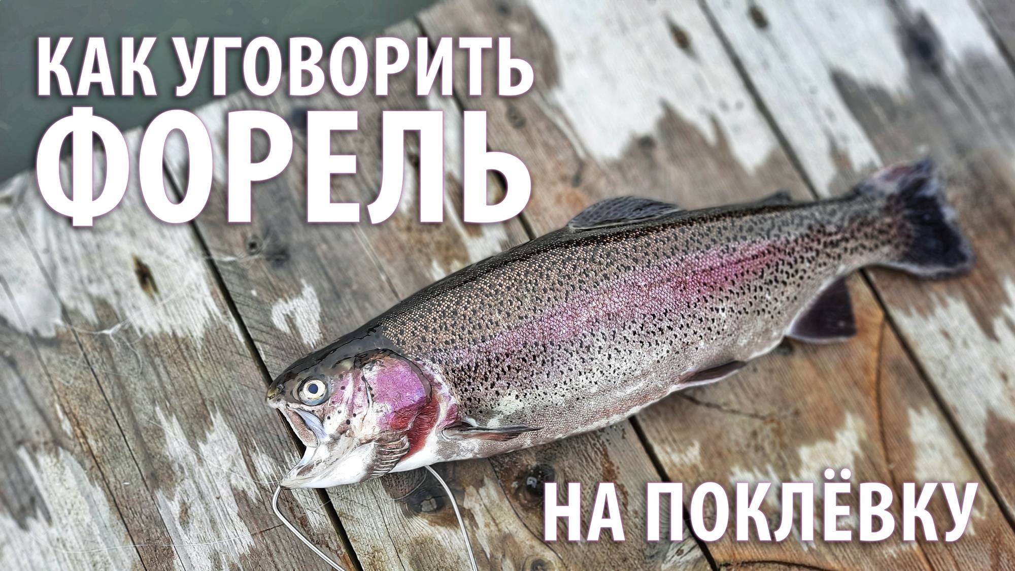 Как уговорить форель на поклёвку? Что такое приманка "доширак"? смотреть онлайн