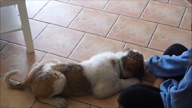 Saint Bernard Ziębice смотреть онлайн
