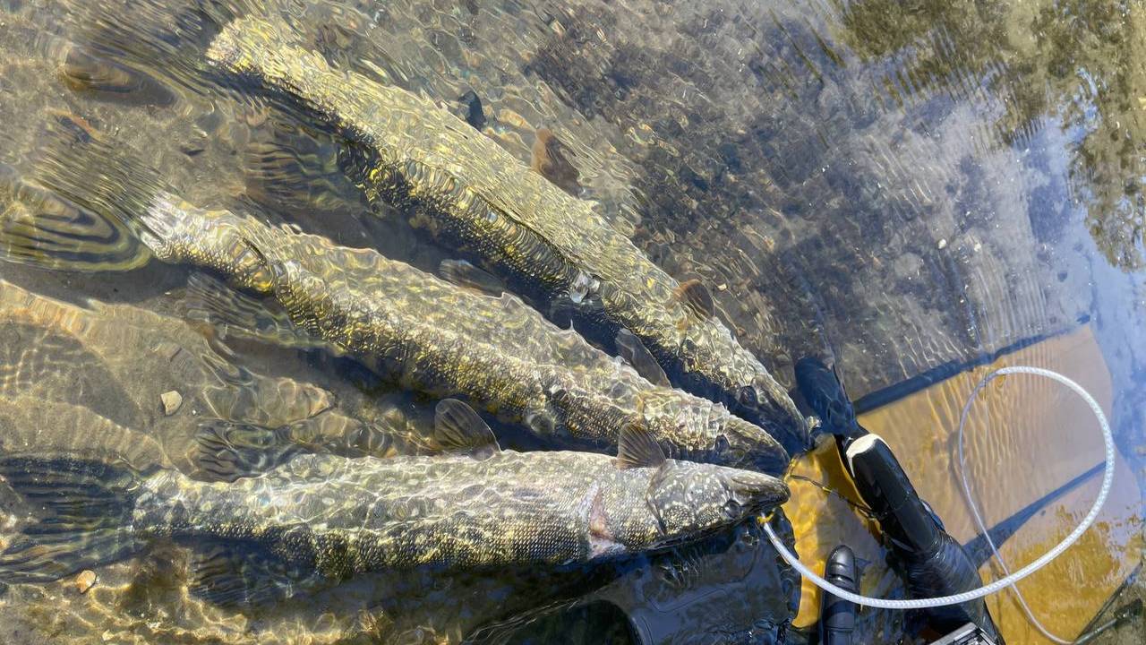 Подводная охота - осенняя щука смотреть онлайн