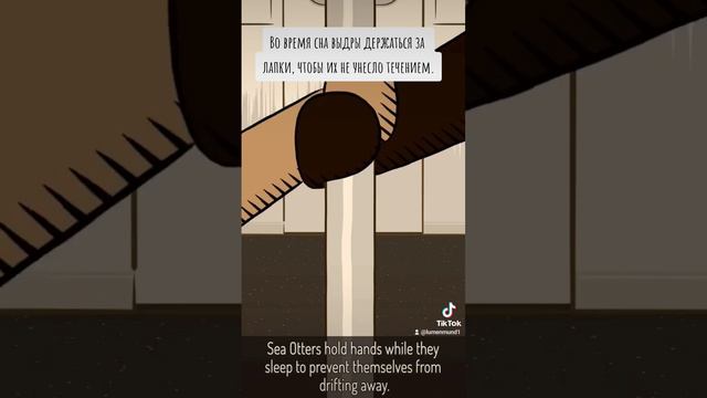 Natural Habitat Shorts на русском | Выдры | ВалерьЯнка Project