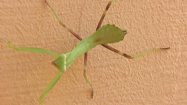 Закавказский древесный богомол, нимфа ( Hierodula transcaucasica ) смотреть онлайн