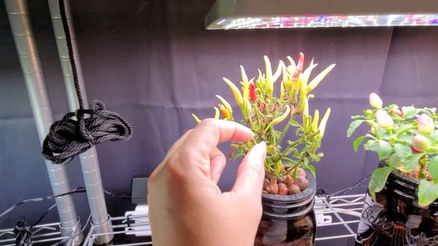 Building Kratky Buckets | Kratky Hydroponics | Pepper Cuttings | New Grow Area Sneak Peek смотреть онлайн