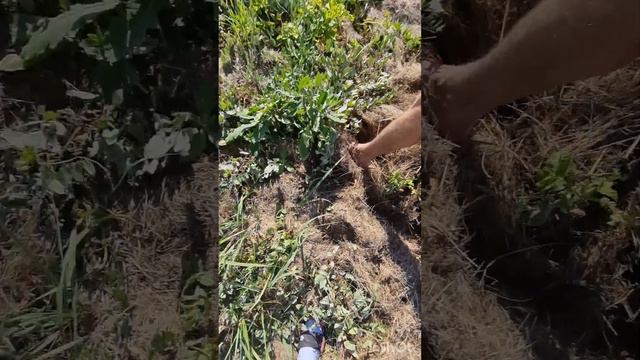 Копаем картошку из сена, первый опыт, не плохой.Смотрим до конца!