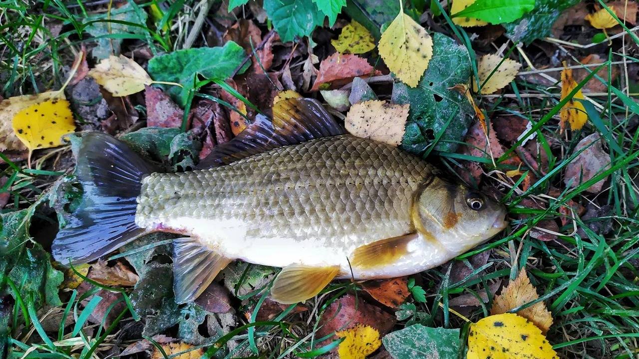 Карась проснулся! Разведка водоема. Весенняя рыбалка. смотреть онлайн
