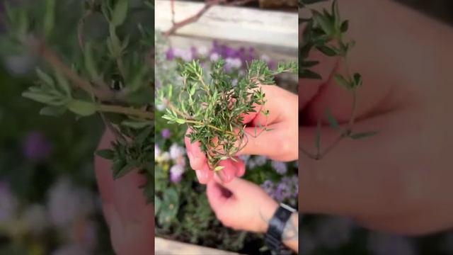 🐟Шашлык из сазана/карпа🐟 смотреть онлайн