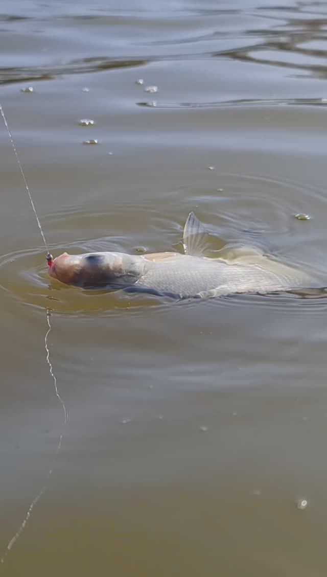 Лещ на МОРМО 💪💪💪 смотреть онлайн