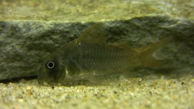 Corydoras Concolor -The slate cory смотреть онлайн