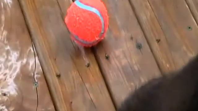 Leah the pool dog смотреть онлайн