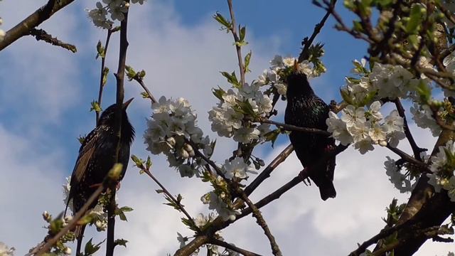 The song of the Starlings, perfect imitation of other animals смотреть онлайн
