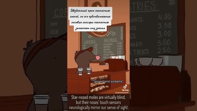 #recommended #аниме #рекомендации #животные #смешныеживотные #приколы #смешныевидео