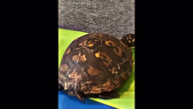 Sherman🐢🫶🏼 смотреть онлайн