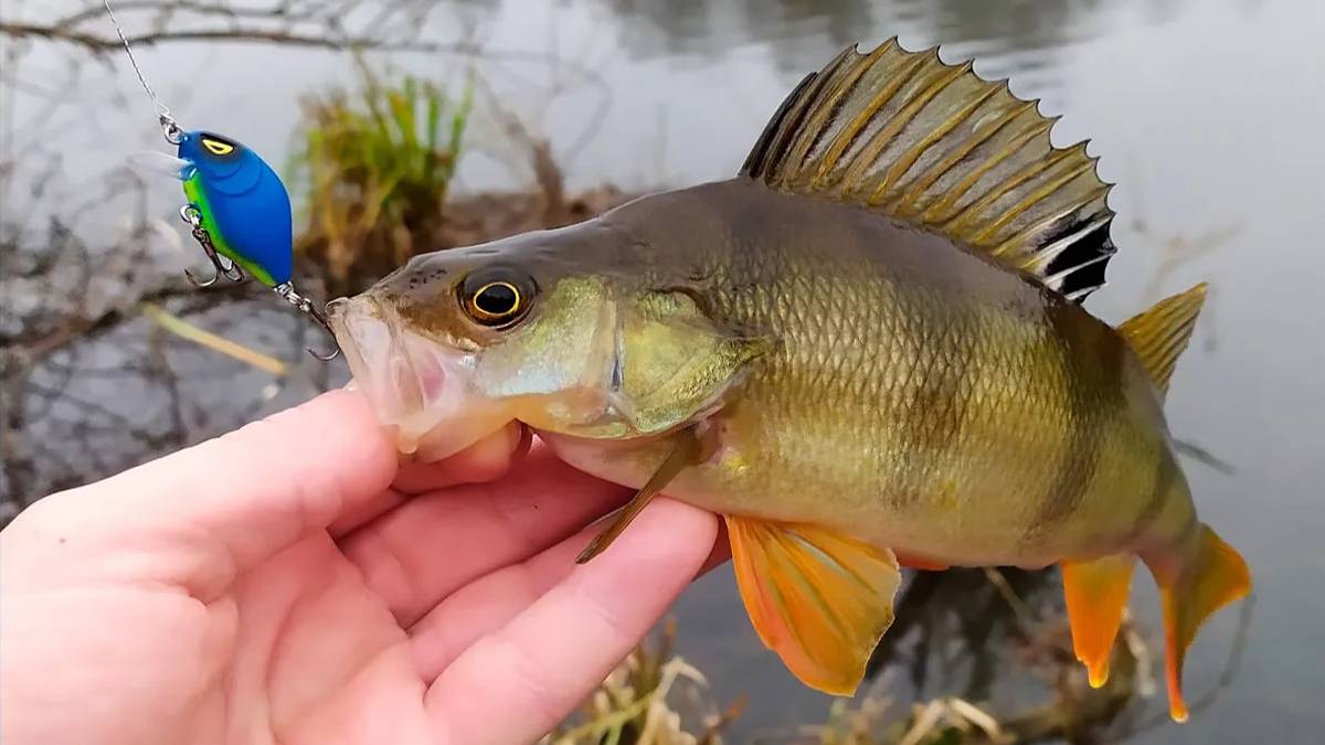 Ловлю окуня на отводной поводок. Рыбалка на спиннинг в Подмосковье. смотреть онлайн