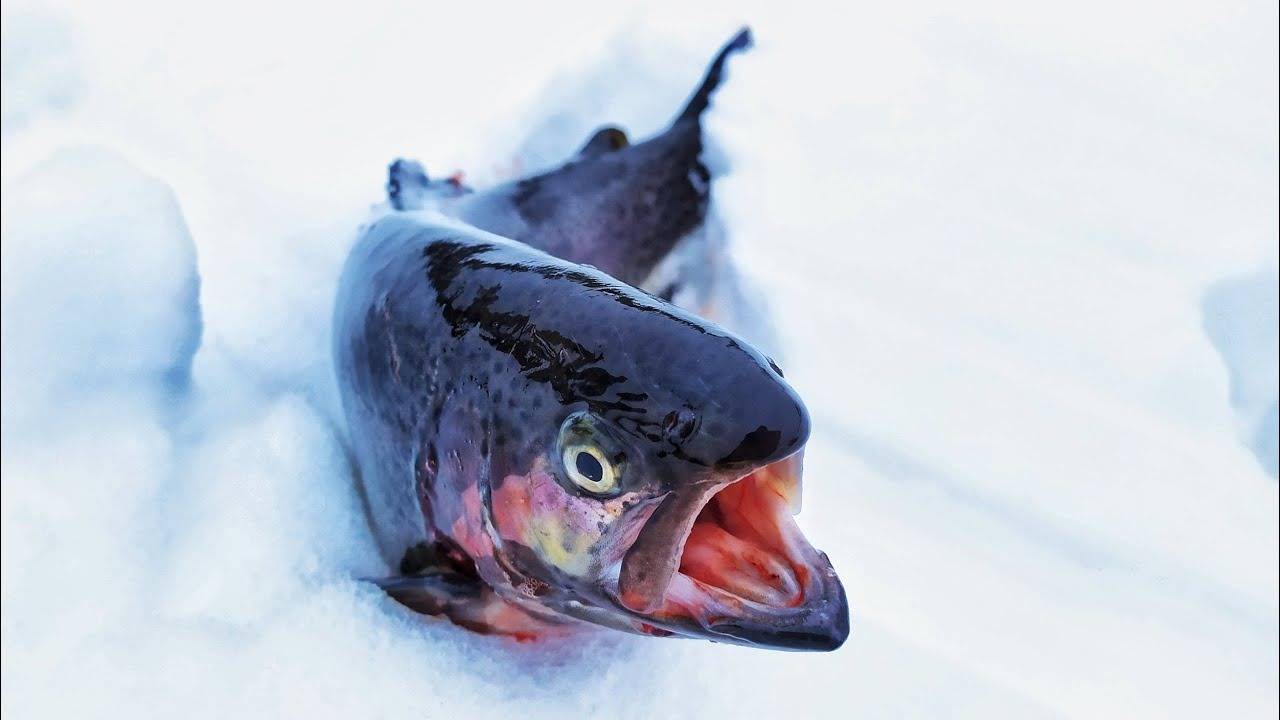 Платный пруд "Триал Русская рыбалка". Ловля форели на спиннинг зимой. смотреть онлайн