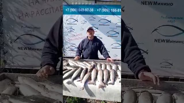 впечатление гостя смотреть онлайн
