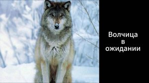 ВОЛКИ