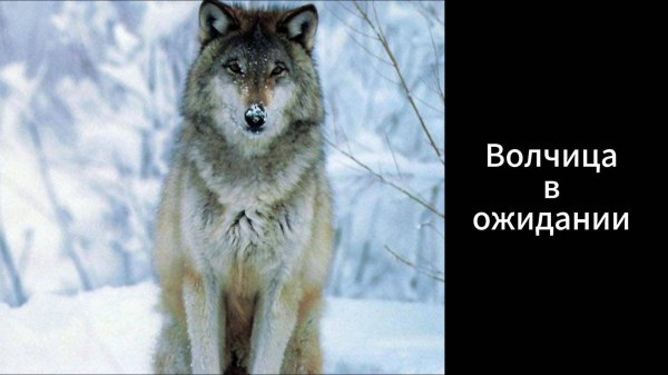 ВОЛКИ