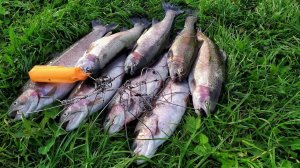 Платный пруд в Бисерово. Форелевый сезон открыт! Рыбалка.