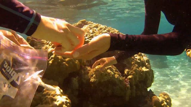 VOS3-3 Full Episode - Stella's Sea Urchins смотреть онлайн
