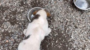 Лучшее лекарство для старенького алабая/Завтрак из хаша