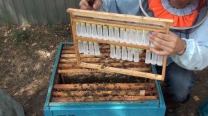 Пчеловодство. Отводок на одну рамку расплода для маток F1 от Альфреда Отта