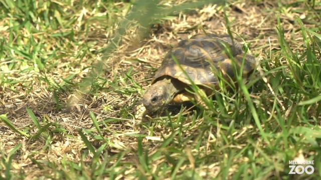 Tortoises emerging in the spring sunshine смотреть онлайн