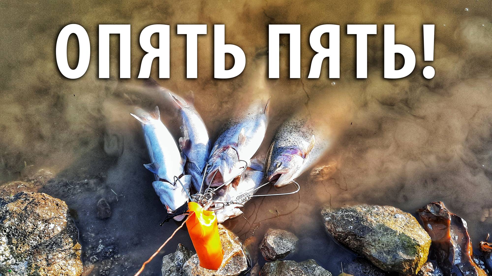 Спиннинг, фидер, поплавочка - поймал на всё! Ловля форели на платнике РК "Посейдон". смотреть онлайн