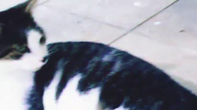 Aviso de aprender a dibujar un gato a el estilo de ENRIQUE смотреть онлайн