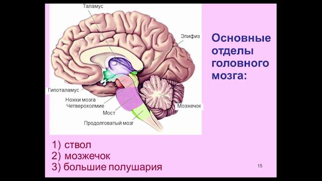 Лекция 1. Обзор строения и функций мозга человека смотреть онлайн