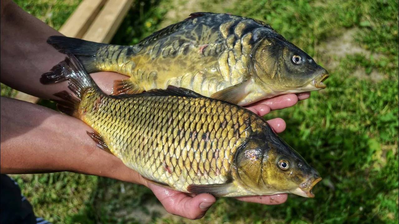 Нарвался на бешеный клёв карпа! Поймал 9 карпов и 2 стерлядки на Пионерском пруду в Селятино. смотреть онлайн