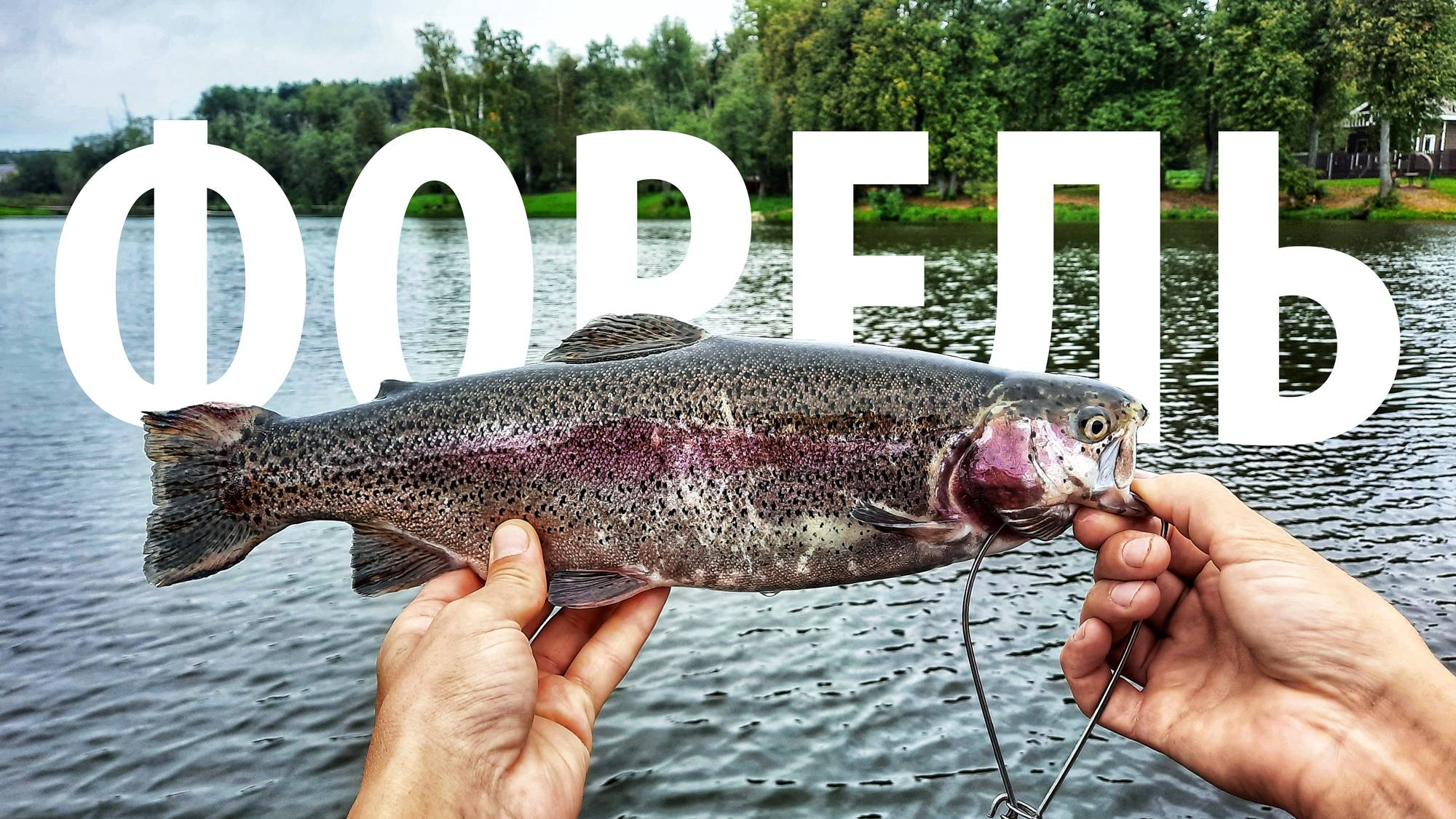 Новый сезон ловли форели открыт! Рыбка зачётная! #рыбалка смотреть онлайн