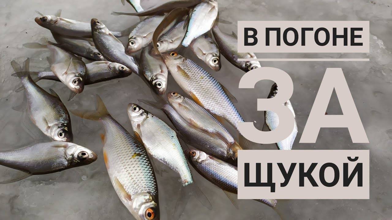 Где же рыба? Как поймать щуку на живца. Зимняя рыбалка. смотреть онлайн