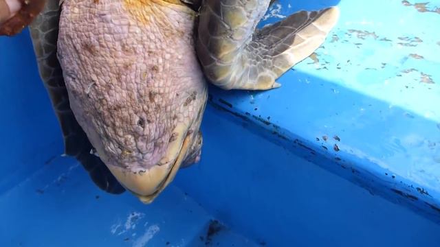 Sea Turtle Entangled in Ghost Net Rescued смотреть онлайн