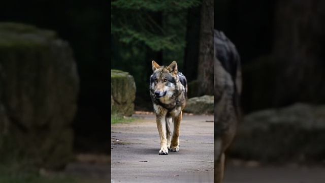 Волк. смотреть онлайн
