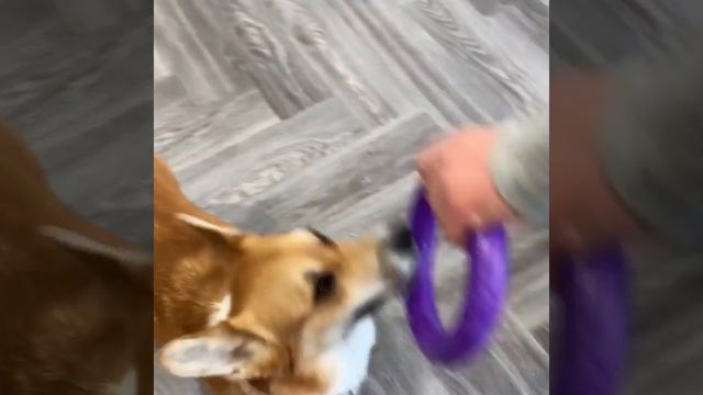 Кварцвинил Moduleo PARQUETRY SHORT PL BLACKJACK OAK 22937 AB (130,67*522,67 мм) 40 шт/2,73 м2