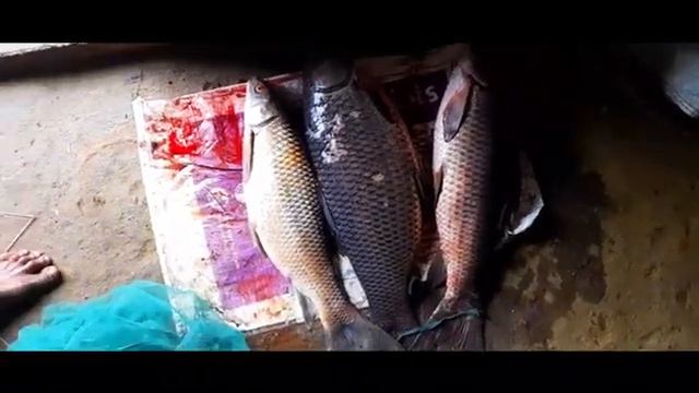 Rajen mardi смотреть онлайн