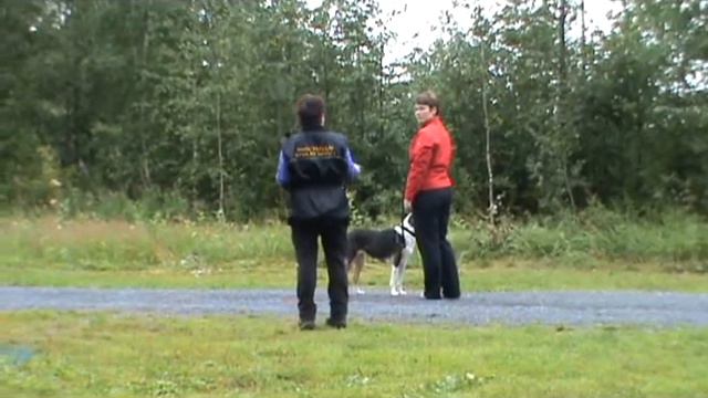 MH-kuvaus Maaninka 2.8.2009 - Stoorybook's Miss Moneypenny смотреть онлайн