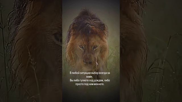 . смотреть онлайн