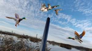 Охота на утку осень 2024