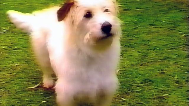 The Bob Morrison Show: Identity (S1E2) смотреть онлайн