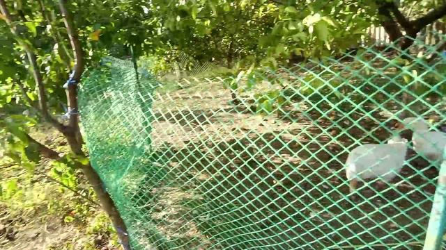 Поставили вино из темного винограда 🍇🍇Гуси не отдают груши🦢😍Изюм готов😋 Жизнь в своем доме смотреть онлайн