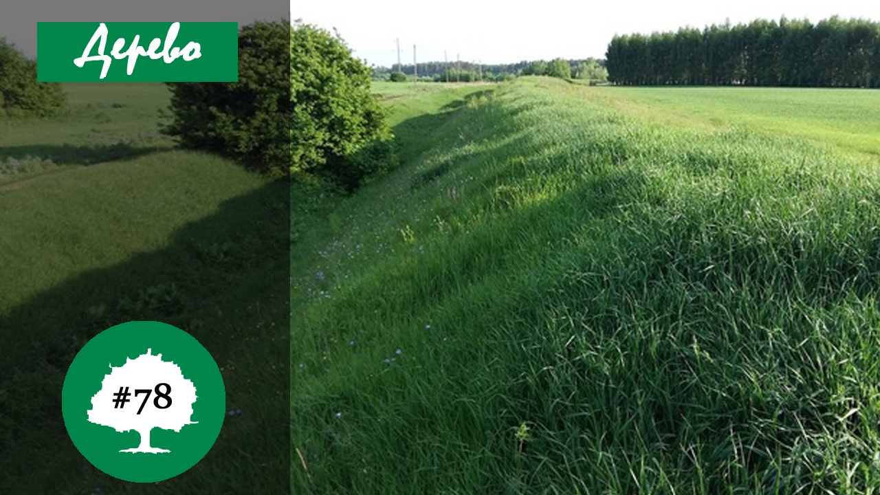 Татарский вал. Дерево 78. #генеалогия #родословная смотреть онлайн