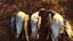 ГУСИНАЯ ОХОТА ВЕСНОЙ НА БОЛОТЕ 2-я часть(Шикарные налёты)